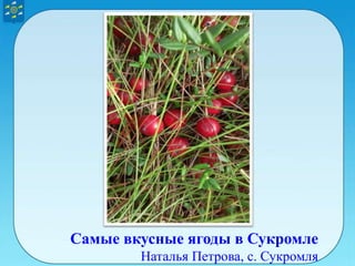 Самые вкусные ягоды в Сукромле
Наталья Петрова, с. Сукромля
 