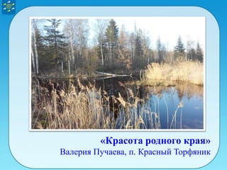 «Красота родного края»
Валерия Пучаева, п. Красный Торфяник
 