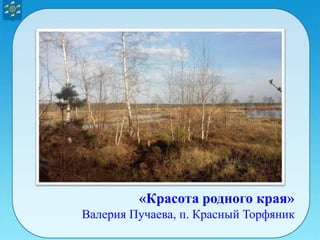 «Красота родного края»
Валерия Пучаева, п. Красный Торфяник
 