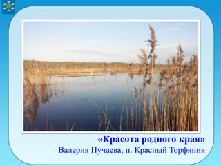 «Красота родного края»
Валерия Пучаева, п. Красный Торфяник
 