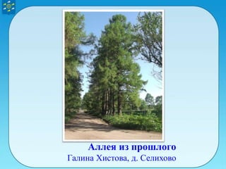 Аллея из прошлого
Галина Хистова, д. Селихово
 