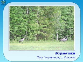 Журавушки
Олег Чернышов, с. Красное
 