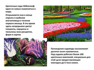 Цветочные сады Кёйкенхоф
одни из самых знаменитых в
мире.
Открываются они в конце
апреля и наиболее
впечатляющи в течение
первого месяца. В это время
здесь непрерывно цветут
гиацинты, нарциссы и
тюльпаны всех расцветок,
форм и сортов.
Голландские садоводы высаживают
десятки тысяч луковичных.
Над садами работает более 100
цветочных компаний, специально для
этой цели предоставляющие
ежегодно до 6 тонн семян.
 