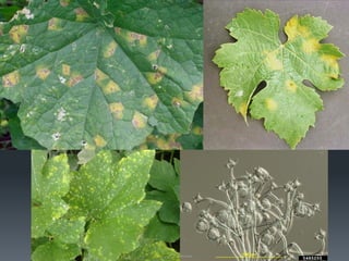 2.8DivisionOomycota (โอโอไมโคตา)
 