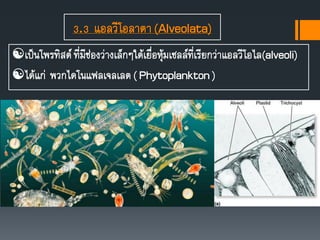 3.3 แอลวีโอลาตา(Alveolata)
เป็นโพรทิสต์ ที่มีช่องว่างเล็กๆใต้เยื่อหุ้มเซลล์ที่เรียกว่าแอลวีโอไล(alveoli)
ได้แก่ พวกไดโนแฟลเจลเลต( Phytoplankton)
 