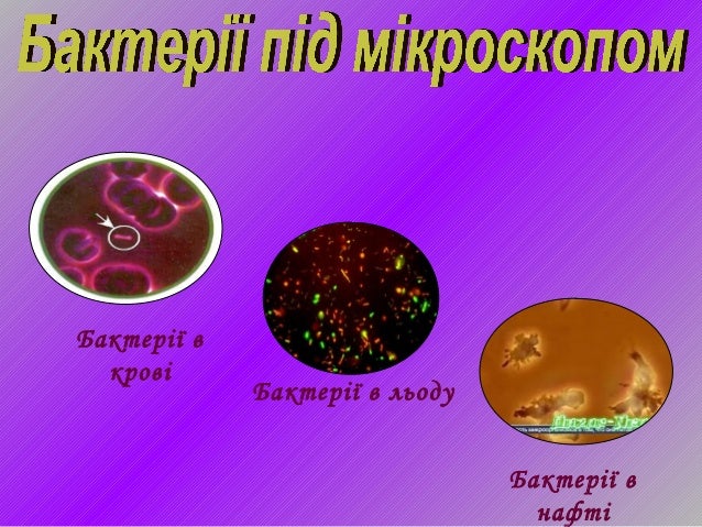 бактерії