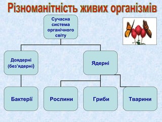 Сучасна
система
органічного
світу
Доядерні
(без’ядерні)
Ядерні
Бактерії Рослини Гриби Тварини
 