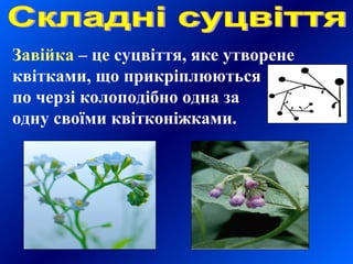 Завійка – це суцвіття, яке утворене
квітками, що прикріплюються
по черзі колоподібно одна за
одну своїми квітконіжками.
 
