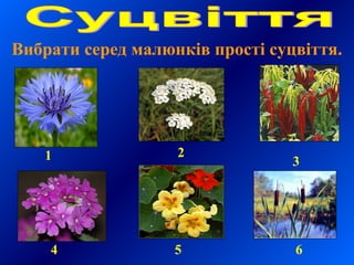 Вибрати серед малюнків прості суцвіття.
6
31 2
4 5
 