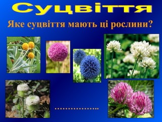 Яке суцвіття мають ці рослини?
……………..
 