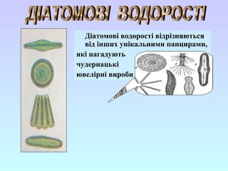 Діатомові водорості відрізняються
від інших унікальними панцирами,
які нагадують
чудернацькі
ювелірні вироби
 