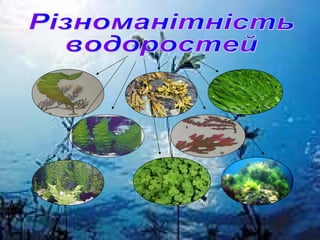 значення  водоростей