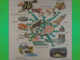 значення  водоростей