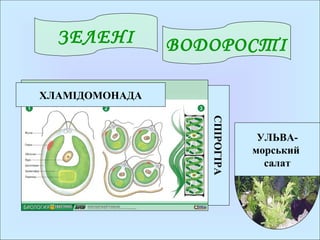 ВОДОРОСТІЗЕЛЕНІ
ХЛАМІДОМОНАДА
СПІРОГІРА
УЛЬВА-
морський
салат
 