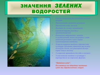 ЗНАЧЕННЯ ЗЕЛЕНИХ
ВОДОРОСТЕЙ
+ Основа живлення рослиноїдних водяних
тварин.
+ Накопичують органічні речовини.
+ Насичують воду киснем.
+ Входять до складу лишайників.
+ Грунтові беруть участь у
грунтоутворенні.
+ Очищення забруднених водойм
(хламідомонада може вилучати з води
шкідливі речовини і цим сприяє
самоочищенню водойми).
+ Хлорела першою введена в промислову
культуру (містить вітаміни та велику
кількість білків, які рівноцінні білкам
коров”ячого молока.
+ З хлорелою проводили досліди в космосі.
+ Ульва також введена в культуру і
вирощується на морських фермах.
- “Цвітіння води”.
- Оселяються на підводних частинах
суден та гідротехнічних споруд.
 