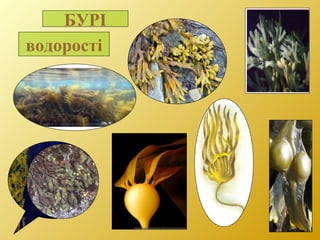 БУРІ
водорості
 