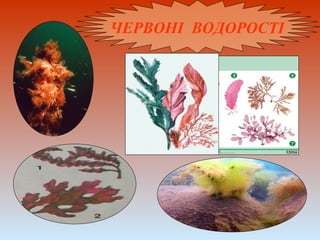 ЧЕРВОНІ ВОДОРОСТІ
 