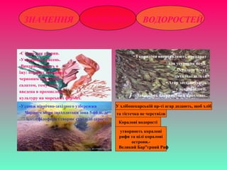 ЗНАЧЕННЯ ЧЕРВОНИХ ВОДОРОСТЕЙ
-Є їжею для тварин.
-Утворюють кисень.
-Використовують в
їжу: порфіру називають
червоним морським
салатом, тому вона
введена в промислову
культуру на морських фермах.
-З кораліни виготовляють препарат
для усунення печії.
-Хондрус лікує
дихальні шляхи
- Агар застосовують
у мікробіології.
-Запасають багрянковий крохмаль.
-Уздовж північно-західного узбережжя
Чорного моря знаходиться зона 5-60 м, де
філофора утворює суцільні зарості.
У хлібопекарській пр-ті агар додають, щоб хліб
та тістечка не черствіли
Коралові водорості
утворюють коралові
рифи та цілі коралові
острови.-
Великий Бар”єрний Риф
 