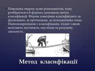  Поведінка тварин дуже різноманітна, тому
розібратися в її формах допомагає метод
класифікації. Форми поведінки класифікують за
функціями, за причинами, за походженням тощо.
Найпоширенішою є класифікація, згідно з якою
виділяють інстинкти, научіння та розумову
діяльність.
Метод класифікації
 