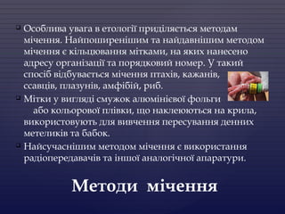  Особлива увага в етології приділяється методам
мічення. Найпоширенішим та найдавнішим методом
мічення є кільцювання мітками, на яких нанесено
адресу організації та порядковий номер. У такий
спосіб відбувається мічення птахів, кажанів,
ссавців, плазунів, амфібій, риб.
 Мітки у вигляді смужок алюмінієвої фольги
або кольорової плівки, що наклеюються на крила,
використовують для вивчення пересування денних
метеликів та бабок.
 Найсучаснішим методом мічення є використання
радіопередавачів та іншої аналогічної апаратури.
Методи мічення
 