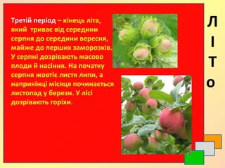 Третій період – кінець літа,
який триває від середини
серпня до середини вересня,
майже до перших заморозків.
У серпні дозрівають масово
плоди й насіння. На початку
серпня жовтіє листя липи, а
наприкінці місяця починається
листопад у берези. У лісі
дозрівають горіхи.
Л
І
Т
о
 