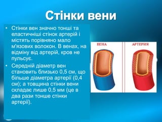вени | PPT