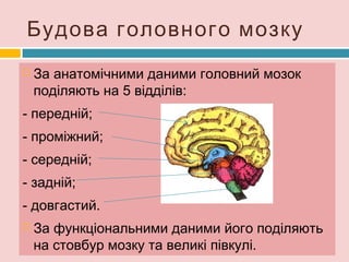Ульразвукова діагностика – отримує зобра-
ження внутрішніх органів унаслідок відбиття
від їхньої поверхні ультразвукових хвиль.
 