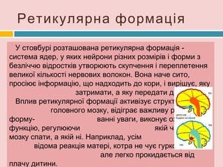 головний мозок