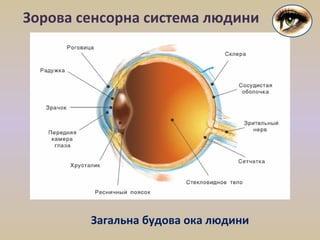 Зорова сенсорна система людини
Загальна будова ока людини
 