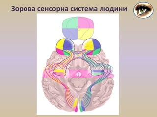 Зорова сенсорна система людини
 