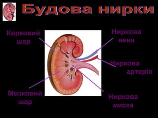 Корковий
шар
Мозковий
шар
Ниркова
миска
Ниркова
артерія
Ниркова
вена
 