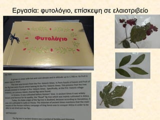 Εργασία: φυτολόγιο, επίσκεψη σε ελαιοτριβείο
 