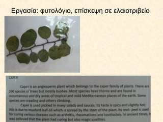 Εργασία: φυτολόγιο, επίσκεψη σε ελαιοτριβείο
 