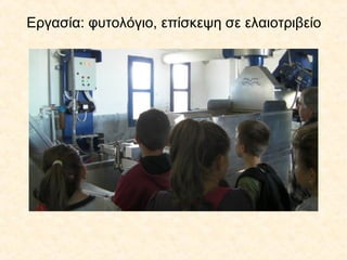 Εργασία: φυτολόγιο, επίσκεψη σε ελαιοτριβείο
 