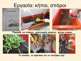 Εργασία: κήποι, σπόροι
Παραμύθι για σπόρους, προετοιμασία χώματος, φύτεμα σπόρων
Το σπανάκι, τα καροτάκια και τα παντζάρια μας!
 