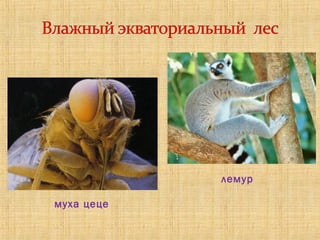 муха цеце
лемур
 