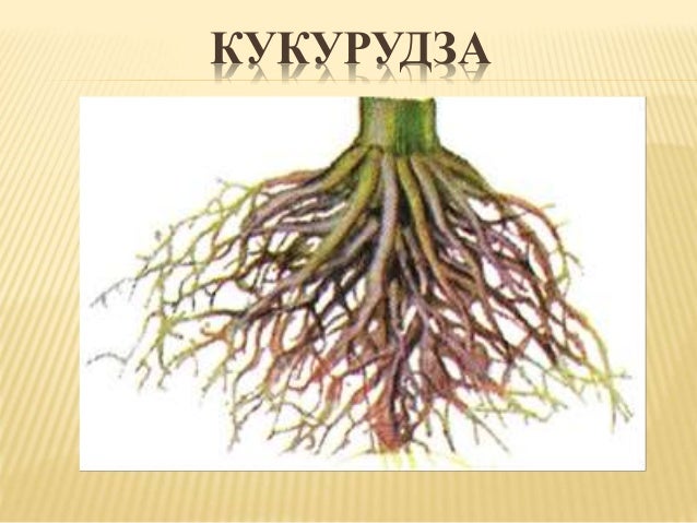 презентація до уроку "Види коренів та їх видозміни"