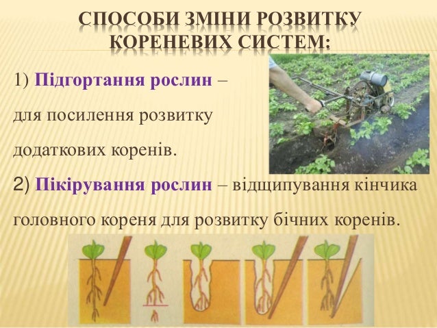 презентація до уроку "Види коренів та їх видозміни"