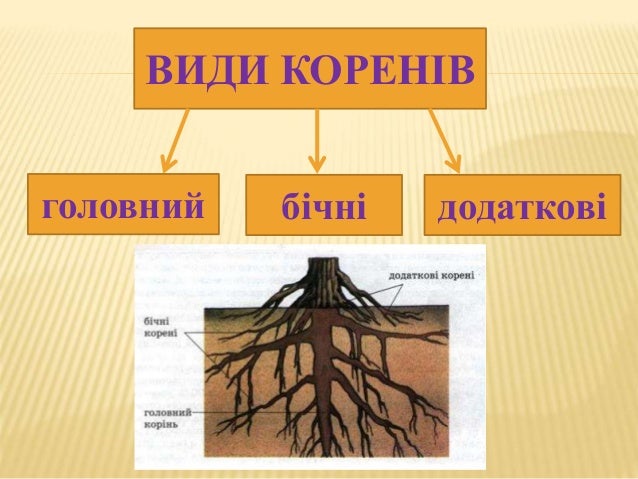 презентація до уроку "Види коренів та їх видозміни"