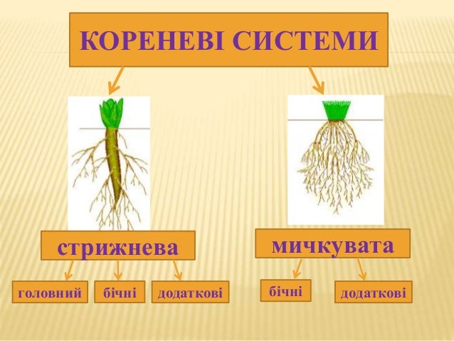 презентація до уроку "Види коренів та їх видозміни"