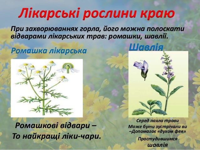 мандрую полем як аптекою проект Кучерук