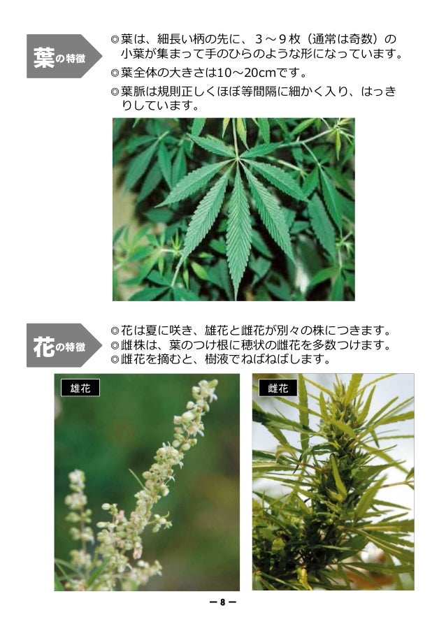 ご注意ください 大麻栽培でまちおこし ご注意ください 大麻栽培でまちおこし