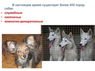 В настоящее время существует более 400 пород
собак:
• служебные
• охотничьи
• комнатно-декоративные
 