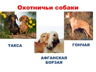 Охотничьи собаки
АФГАНСКАЯ
БОРЗАЯ
ГОНЧАЯТАКСА
 