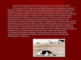 Еще хочется рассказать одну печальную историю, но со счастливым концом.Еще хочется рассказать одну печальную историю, но со счастливым концом.
Это случилось в 70-х годах. Киевлянка Вера Арсеньевна Котляревская, активисткаЭто случилось в 70-х годах. Киевлянка Вера Арсеньевна Котляревская, активистка
Киевского общества защиты животных, преподаватель биологии Киевского пединститута,Киевского общества защиты животных, преподаватель биологии Киевского пединститута,
приехала в Москву по служебным делам. В аэропорту Внуково, среди летной суеты ееприехала в Москву по служебным делам. В аэропорту Внуково, среди летной суеты ее
внимание привлекла овчарка, которая лежала в позе ожидания. Как выяснилось собака ужевнимание привлекла овчарка, которая лежала в позе ожидания. Как выяснилось собака уже
2 года ждала своего хозяина, который оставил ее в аэропорту. Все это время овчарку2 года ждала своего хозяина, который оставил ее в аэропорту. Все это время овчарку
опекали работники аэропорта, но никого из людей она и близко не подпускала. Когдаопекали работники аэропорта, но никого из людей она и близко не подпускала. Когда
прибывал самолет, она становилась крайне возбужденной, каждая клетка ее телаприбывал самолет, она становилась крайне возбужденной, каждая клетка ее тела
наполнялась нетерпеливым ожиданием. Хозяин не возвращался. Он предал собаку. За неенаполнялась нетерпеливым ожиданием. Хозяин не возвращался. Он предал собаку. За нее
переживали, про нее писали в прессе, но помочь собачьему горю никто не мог. Со стороныпереживали, про нее писали в прессе, но помочь собачьему горю никто не мог. Со стороны
местных властей было принято решение пристрелить ее. Вера Арсеньевна прибыла наместных властей было принято решение пристрелить ее. Вера Арсеньевна прибыла на
место действия в нужное время, она сразу поняла, что сможет повлиять на ход событий.место действия в нужное время, она сразу поняла, что сможет повлиять на ход событий.
Прошла неделя, прежде чем собака (в дальнейшем по кличке Пальма) поверила женщине иПрошла неделя, прежде чем собака (в дальнейшем по кличке Пальма) поверила женщине и
позволила надеть на себя ошейник. Далее был полет в Киев, где Пальму ждалпозволила надеть на себя ошейник. Далее был полет в Киев, где Пальму ждал
гостеприимный дом Веры Арсеньевны. История Пальмы легла в основу сюжетагостеприимный дом Веры Арсеньевны. История Пальмы легла в основу сюжета
художественного фильма «На привязи у взлетной полосы» снятого на киностудиихудожественного фильма «На привязи у взлетной полосы» снятого на киностудии
Киевнаучфильм в 1988 году.Киевнаучфильм в 1988 году.
 