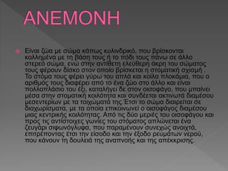  Είναι ζώα με σώμα κάπως κυλινδρικό, που βρίσκονται
κολλημένα με τη βάση τους ή το πόδι τους πάνω σε άλλο
στερεό σώμα, ενώ στην αντίθετη ελεύθερη άκρη του σώματος
τους φέρουν δίσκο στον οποίο βρίσκεται η στοματική σχισμή .
Το στόμα τους φέρει γύρω του απλά και κοίλα πλοκάμια, που ο
αριθμός τους διαφέρει από το ένα ζώο στο άλλο και είναι
πολλαπλάσιο του έξι, καταλήγει δε στον οισοφάγο, που μπαίνει
μέσα στην στοματική κοιλότητα και συνδέεται ακτινωτά διαμέσου
μεσεντερίων με τα τοιχώματά της.Έτσι το σώμα διαιρείται σε
διαχωρίσματα, με τα οποία επικοινωνεί ο οισοφάγος διαμέσου
μιας κεντρικής κοιλότητας. Από τις δύο μεριές του οισοφάγου και
προς τις αντίστοιχες γωνίες του στόματος απλώνεται ένα
ζευγάρι σιφωνόγλυφα, που παραμένουν συνεχώς ανοιχτά,
επιτρέποντας έτσι την είσοδο και την έξοδο ρευμάτων νερού,
που κάνουν τη δουλειά της αναπνοής και της απέκκρισης.
 