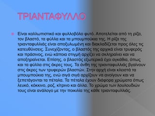  Είναι καλλωπιστικό και φυλλοβόλο φυτό. Αποτελείται από τη ρίζα,
τον βλαστό, τα φύλλα και τα μπουμπούκια της. Η ρίζα της
τριανταφυλλιάς είναι αποξυλωμένη και διακλαδίζεται προς όλες τις
κατευθύνσεις. Συνεχίζοντας, ο βλαστός της αρχικά είναι τρυφερός
και πράσινος, ενώ κάποια στιγμή αρχίζει να σκληραίνει και να
αποξηραίνεται. Επίσης, ο βλαστός εξωτερικά έχει αγκάθια, όπως
και τα φύλλα στις άκρες τους. Τα άνθη της τριανταφυλλιάς βγαίνουν
στις άκρες των τρυφερών βλαστών. Στην αρχή είναι κλειστά τα
μπουμπούκια της, ενώ σιγά σιγά αρχίζουν να ανοίγουν και να
ξεπετάγονται τα πέταλα. Τα πέταλα έχουν διάφορα χρώματα όπως
λευκό, κόκκινο, ροζ, κίτρινο και άλλα. Το χρώμα των λουλουδιών
τους είναι ανάλογο με την ποικιλία της κάθε τριανταφυλλιάς.
 