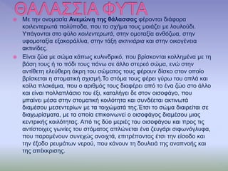  Με την ονομασία Ανεμώνη της θάλασσας φέρονται διάφορα
κοιλεντερωτά πολύποδα, που το σχήμα τους μοιάζει με λουλούδι.
Υπάγονται στο φύλο κοιλεντερωτά, στην ομοταξία ανθόζωα, στην
υφομοταξία εξακοράλλια, στην τάξη ακτινιάρια και στην οικογένεια
ακτινίδες.
 Είναι ζώα με σώμα κάπως κυλινδρικό, που βρίσκονται κολλημένα με τη
βάση τους ή το πόδι τους πάνω σε άλλο στερεό σώμα, ενώ στην
αντίθετη ελεύθερη άκρη του σώματος τους φέρουν δίσκο στον οποίο
βρίσκεται η στοματική σχισμή.Το στόμα τους φέρει γύρω του απλά και
κοίλα πλοκάμια, που ο αριθμός τους διαφέρει από το ένα ζώο στο άλλο
και είναι πολλαπλάσιο του έξι, καταλήγει δε στον οισοφάγο, που
μπαίνει μέσα στην στοματική κοιλότητα και συνδέεται ακτινωτά
διαμέσου μεσεντερίων με τα τοιχώματά της.Έτσι το σώμα διαιρείται σε
διαχωρίσματα, με τα οποία επικοινωνεί ο οισοφάγος διαμέσου μιας
κεντρικής κοιλότητας. Από τις δύο μεριές του οισοφάγου και προς τις
αντίστοιχες γωνίες του στόματος απλώνεται ένα ζευγάρι σιφωνόγλυφα,
που παραμένουν συνεχώς ανοιχτά, επιτρέποντας έτσι την είσοδο και
την έξοδο ρευμάτων νερού, που κάνουν τη δουλειά της αναπνοής και
της απέκκρισης.
 