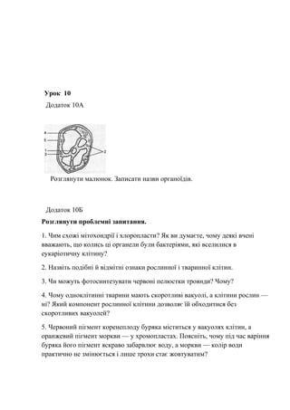 Урок 10
Додаток 10А
Розглянути малюнок. Записати назви органоїдів.
Додаток 10Б
Розглянути проблемні запитання.
1. Чим схожі мітохондрії і хлоропласти? Як ви думаєте, чому деякі вчені
вважають, що колись ці органели були бактеріями, які вселилися в
еукаріотичну клітину?
2. Назвіть подібні й відмітні ознаки рослинної і тваринної клітин.
3. Чи можуть фотосинтезувати червоні пелюстки троянди? Чому?
4. Чому одноклітинні тварини мають скоротливі вакуолі, а клітини рослин —
ні? Який компонент рослинної клітини дозволяє їй обходитися без
скоротливих вакуолей?
5. Червоний пігмент коренеплоду буряка міститься у вакуолях клітин, а
оранжевий пігмент моркви — у хромопластах. Поясніть, чому під час варіння
буряка його пігмент яскраво забарвлює воду, а моркви — колір води
практично не змінюється і лише трохи стає жовтуватим?
 