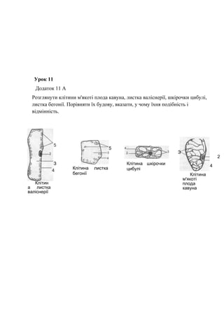 Урок 11
Додаток 11 А
Розглянути клітини м'якоті плода кавуна, листка валіснерії, шкірочки цибулі,
листка бегонії. Порівняти їх будову, вказати, у чому їхня подібність і
відмінність.
Клітина листка
бегонії
5
З
2
4
Клітина
м'якоті
плода
кавуна
5
З
4
Клітин
а листка
валіснерії
Клітина шкірочки
цибулі
 